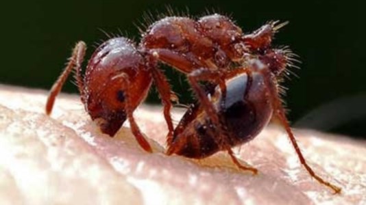 L’allarmeArriva in Italia la formica di fuoco, una delle specie più invasive: rischi per ecosistemi, agricoltura e salute