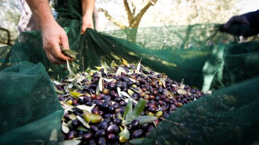 Agricoltura CalabriaToh, ora chi vuole raccogliere le olive c’è: «Ma la paga sindacale non gli basta, così è un ricatto»