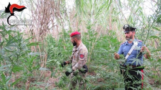 Le piante di marijuana sequestrate a Gioia Tauro