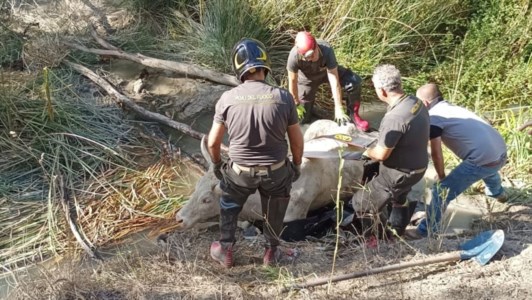DisavventuraMucca cade in un dirupo a Cutro: le immagini del salvataggio in elicottero