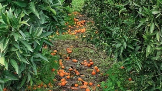 Nuove sfideLe insidie degli agricoltori della Sibaritide e Pollino: dall’aumento dei costi di produzione al dominio della grande distribuzione