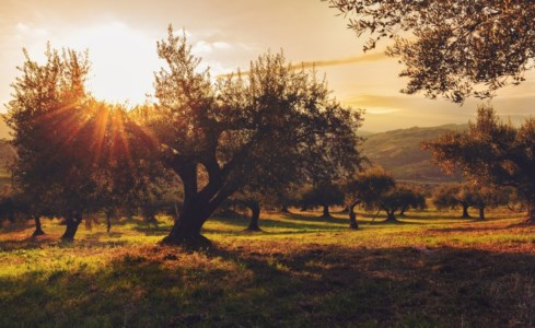 AgricolturaCaldo e siccità mettono a rischio la campagna olivicola, i produttori cosentini: «Aziende lasciate sole»