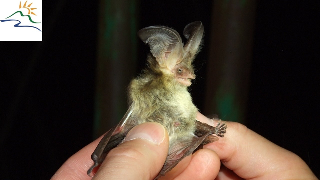 Un pipistrello della specie Plecotus auritus