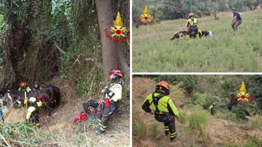 DisavventuraMesoraca, cavallo precipita in un dirupo: le immagini del salvataggio in elicottero