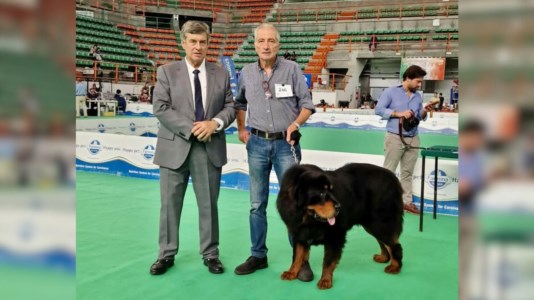 Il trionfoVittoria per… Victory, il cane Tibetan Mastiff allevato in Calabria diventa campione d’Italia