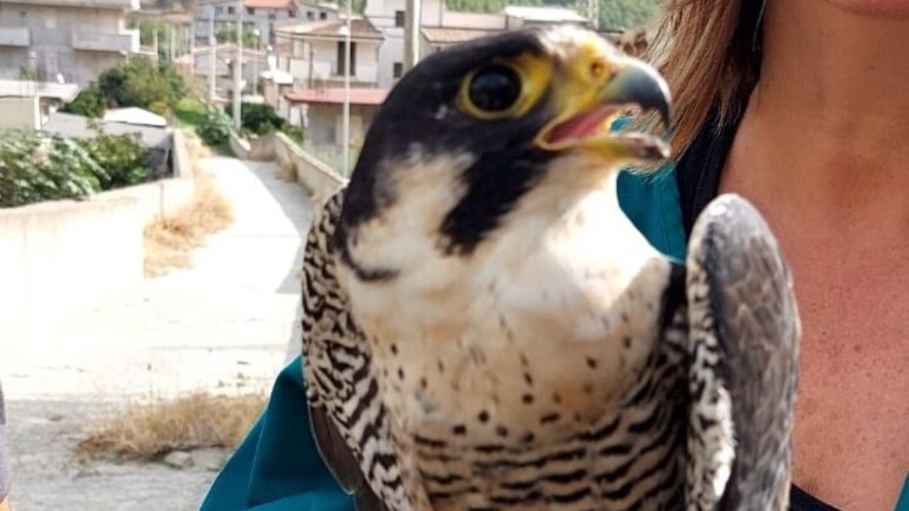 Falco pellegrino (Foto Ansa)