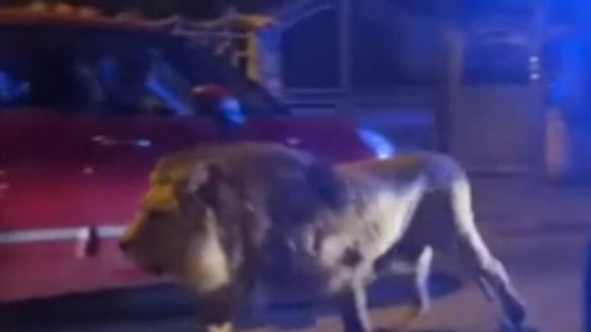 Fuga terminataUn leone scappa dal circo e terrorizza Ladispoli: il video della cattura per le strade della città