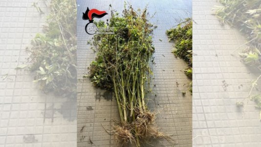 Controlli a tappetoReggio Calabria, trovate 500 piante di marijuana alte 2 metri in un terreno abbandonato