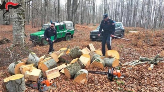 Il furtoRubavano legna nel Parco della Sila, si danno alla fuga ma vengono bloccati dai carabinieri forestali