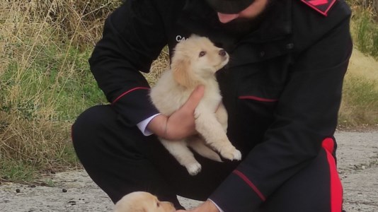 SopravvisutiCaulonia, cuccioli di cane abbondonati in mezzo alla strada: salvati dai carabinieri