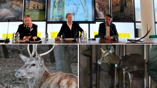 Il progettoIl cervo italico nel Parco delle Serre, primi bilanci dell’operazione che punta a salvare la specie dall’estinzione