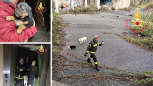 L’interventoCuccioli nell’ex clinica abbandonata di villa Nuccia a Catanzaro: soccorsi dai vigili del fuoco