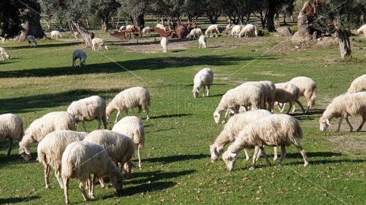 Pecore al pascolo in un agriturismo calabrese