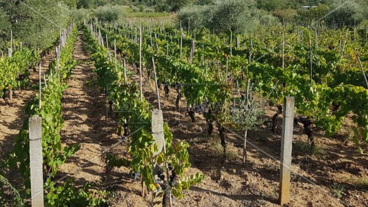 L’analisiExport del vino in calo e consumatori sempre più attenti al prezzo. La Calabria rappresenta lo 0,26% del mercato in Italia