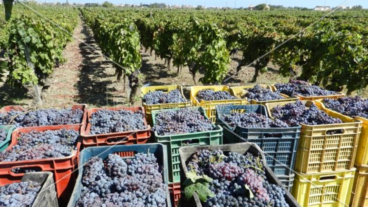 Scenari di mercatoL’Italia punta sui vini Dop: nel 2022 hanno raggiunto il 48% della produzione totale. Veneto regione leader, Calabria in coda