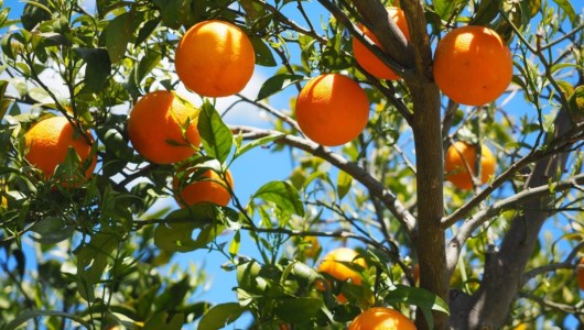 Tarocchi e taroccatiLe arance calabresi acquistate dai produttori siciliani e vendute col (loro) marchio Igp: tutti i paradossi di un’eccellenza in declino