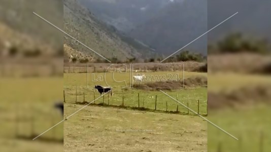 Gli animali in libertà ripresi in un video amatoriale