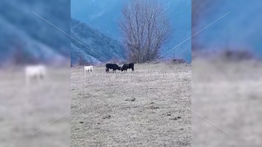 Alcuni bovini incontrollati che pascolano nelle campagne di Verbicaro