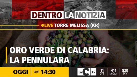 LaC TvL’oliva pennulara, nel Crotonese un vero e proprio tesoro di Calabria: focus a Dentro la Notizia