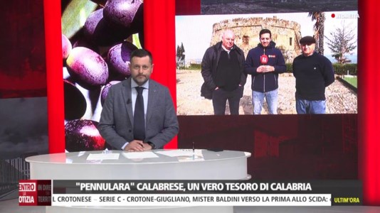 Dentro la notiziaLa “pennulara”, una straordinaria varietà di olivo made in Calabria