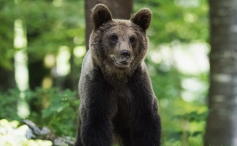 Il via liberaTrentino, approvata la legge che regolamenta l’abbattimento di orsi problematici: se ne potranno uccidere 8 all’anno