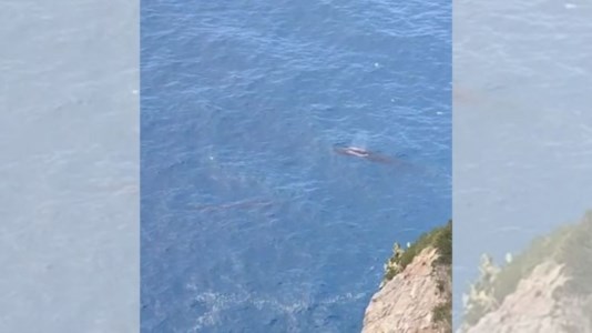 L’avvistamentoDue balenottere danzano nel mare calabrese: un video immortala la spettacolare scena
