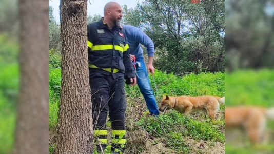 Il recuperoCatanzaro, cane domestico accerchiato e attaccato da un branco di cinghiali: salvato dai vigili del fuoco
