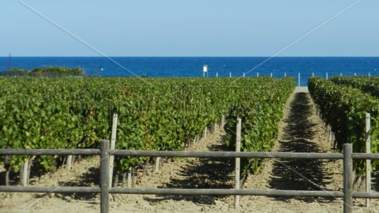 Tutto prontoLa Calabria inaugurerà il Vinitaly con un incontro dedicato ai vini dell’area del Cirò
