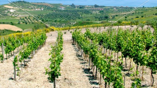 L’eventoAlla scoperta dell&rsquo;enoturista tra vigne e cantine: previsto un convegno al Vinitaly