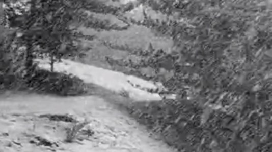 Il ritorno dell’InvernoLa Calabria si risveglia sotto la neve: la magia della dama bianca in Sila