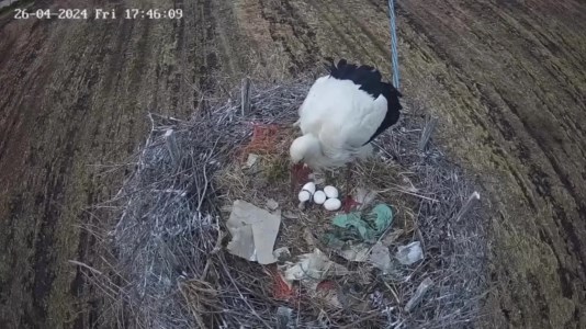 In diretta dal nidoL&rsquo;uovo si schiude e spunta un cicognino: la nascita seguita dalla webcam della Lipu di Rende