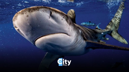 Lacity magAlberto Recchi, il fotografo che mette in posa gli squali: «Immortalare il mondo marino? Un privilegio»