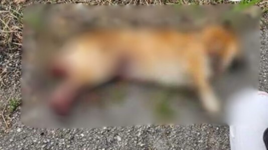 La carcassa del cane trovato morto a Catanzaro