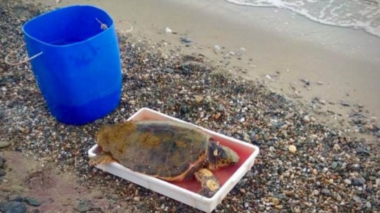 Il salvataggioCrucoli, tartaruga Caretta Caretta ferita recuperata in mare: trasferita in ambulatorio veterinario per le cure