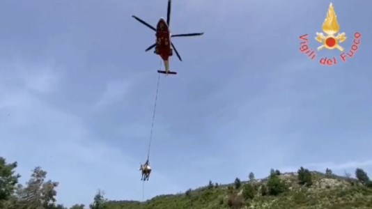 Il recuperoMucca precipita in un dirupo nel Catanzarese, il video del salvataggio con l‘elicottero