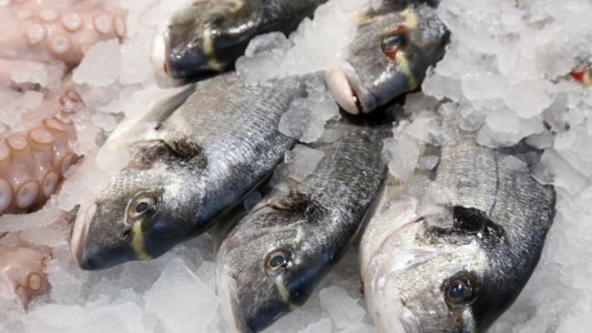 Controlli a tappetoA Palmi insetti nei sacchetti del pesce: sequestrati 15 kg di prodotti ittici e sanzioni per 6mila euro a venditori ambulanti