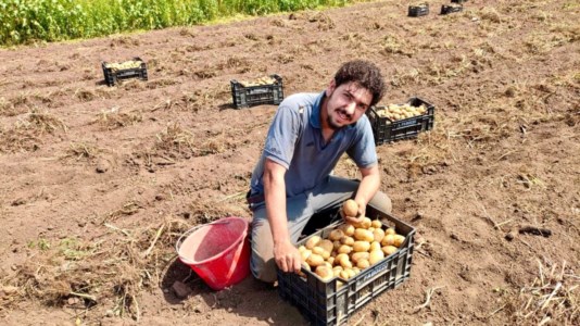 Lavoro per passioneVincenzo Gullo, il giovane contadino che ha realizzato il suo sogno: «L’amore per la mia terra cresce ogni giorno»