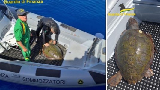 L’interventoTartaruga caretta caretta in difficoltà soccorsa in mare nel Vibonese