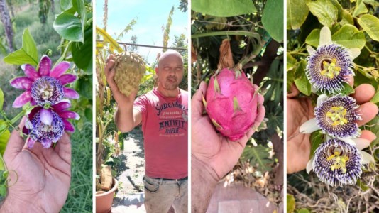 Coraggio e passioneI frutti tropicali made in Calabria, la sfida vinta di Stefano e il sogno di un giardino botanico: «Qui è possibile coltivare tutto»