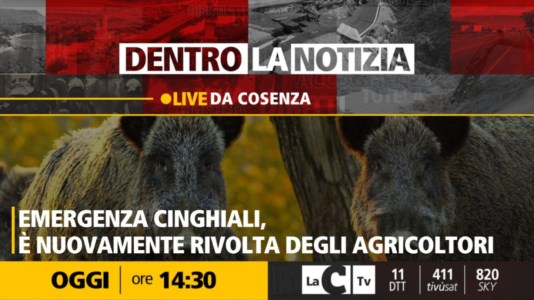 LaC TvEmergenza cinghiali, le telecamere di Dentro la Notizia a Cosenza dove è in atto la protesta degli agricoltori calabresi