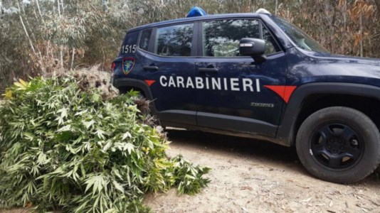 Piantagione di marijuana scoperta e distrutta a Crotone