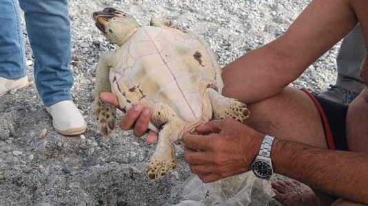 Condizioni disperateKiska lotta per la vita: nella pancia della piccola tartaruga recuperata a Condofuri trovati metri di lenza in nylon