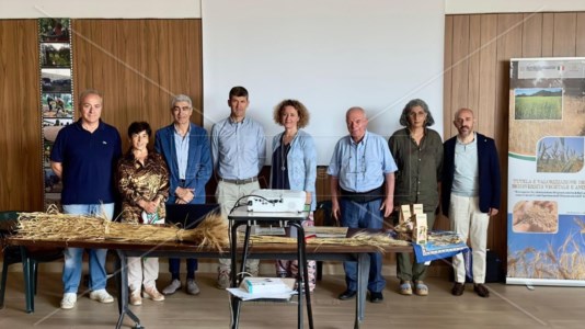 Il seminarioL’Arsac punta sull’oro giallo della Calabria: farine e grani antichi tra storia e biodiversità