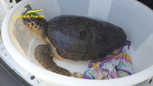 Ritorno alla vitaTartaruga caretta caretta liberata in mare dai suoi salvatori nel Vibonese: il video 