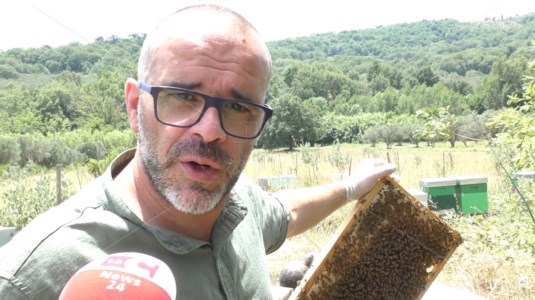L’intervistaL’eolico avanza in Calabria e minaccia le api, l’allarme: «Stiamo rovinando un ecosistema perfetto»