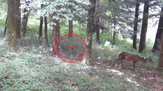 Spettacolo della naturaNato un cucciolo di cervo italico in Calabria: una fototrappola riprende il nuovo arrivato