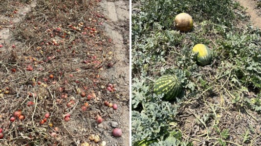Le colture di pomodori e angurie rovinate dal caldo