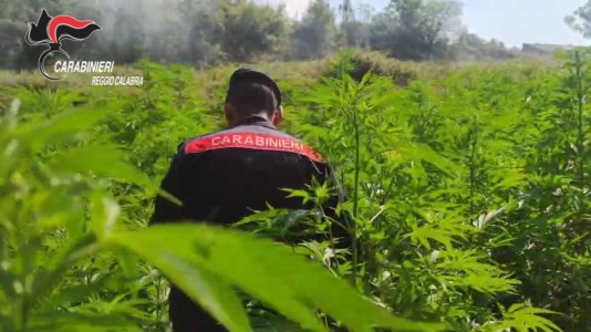 DrogaTrovate quattro piantagioni di marijuana nel Reggino, avrebbero prodotto mezzo milione di dosi
