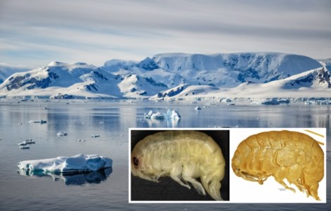 La nuova specie di crostaceo scoperta in Antartide