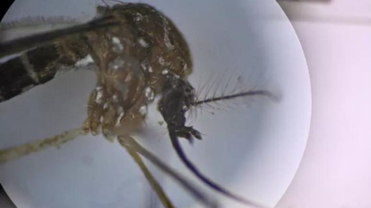 L’allarmeFebbre Oropouche, in Brasile i primi due morti al mondo per l’infezione virale trasmessa da moscerini e zanzare